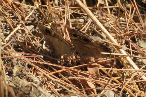 Réf. 295 946 : Hipparchia statilinus
